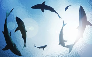 shark tank Sharks circling in the water
