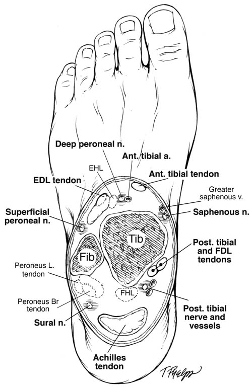 ankle-block-cross-sectional-image