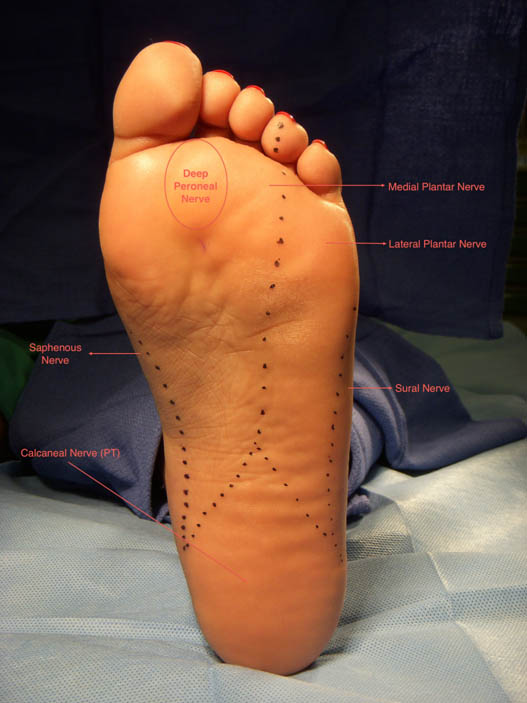 ankle-block-cutaneous-innervation
