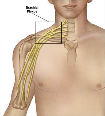 axillary-blockade-anatomical-relationship-of-the-brachial-plexus