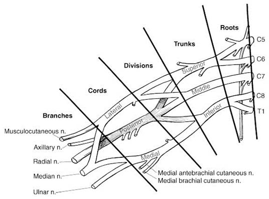 axillary-blockade-schemitic-diagram-of-the-brachial-plexus