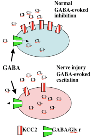 biology-of-neuropathic-pain-loss-of-cl-transporter