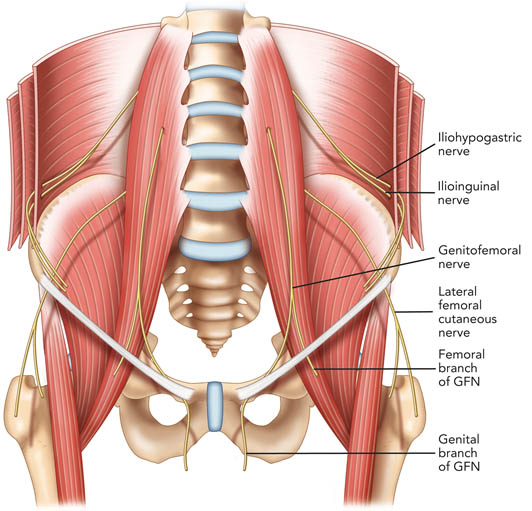 genitofemoral-nerve-ilioinguinal-iliohypogastric-and-genitofemoral-nerves