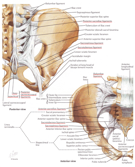 sacroiliac-joint-pain-ligaments-of-the-sij