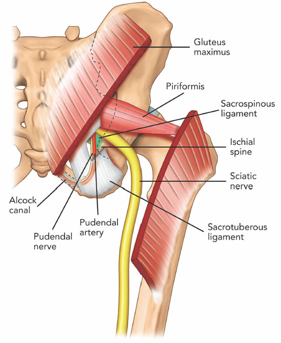 ultrasound-guided-block-for-peripheral-structures-piriformis-muscle
