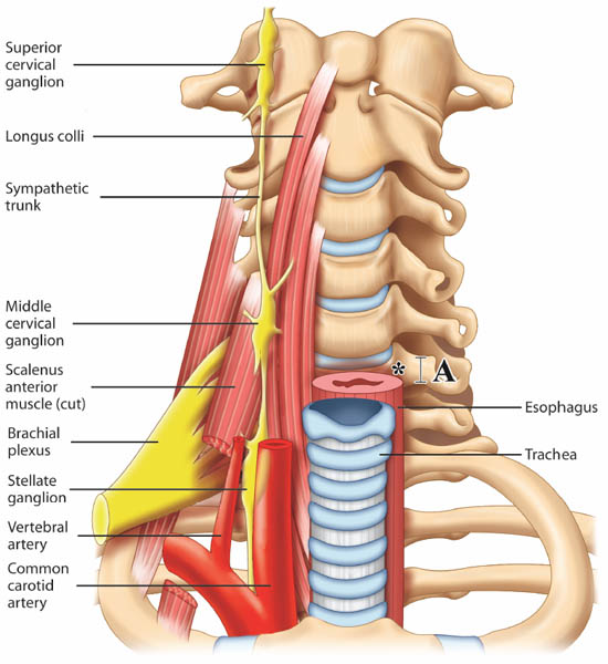 ultrasound-guided-block-for-peripheral-structures-prevertebral-regionrof-the-neck