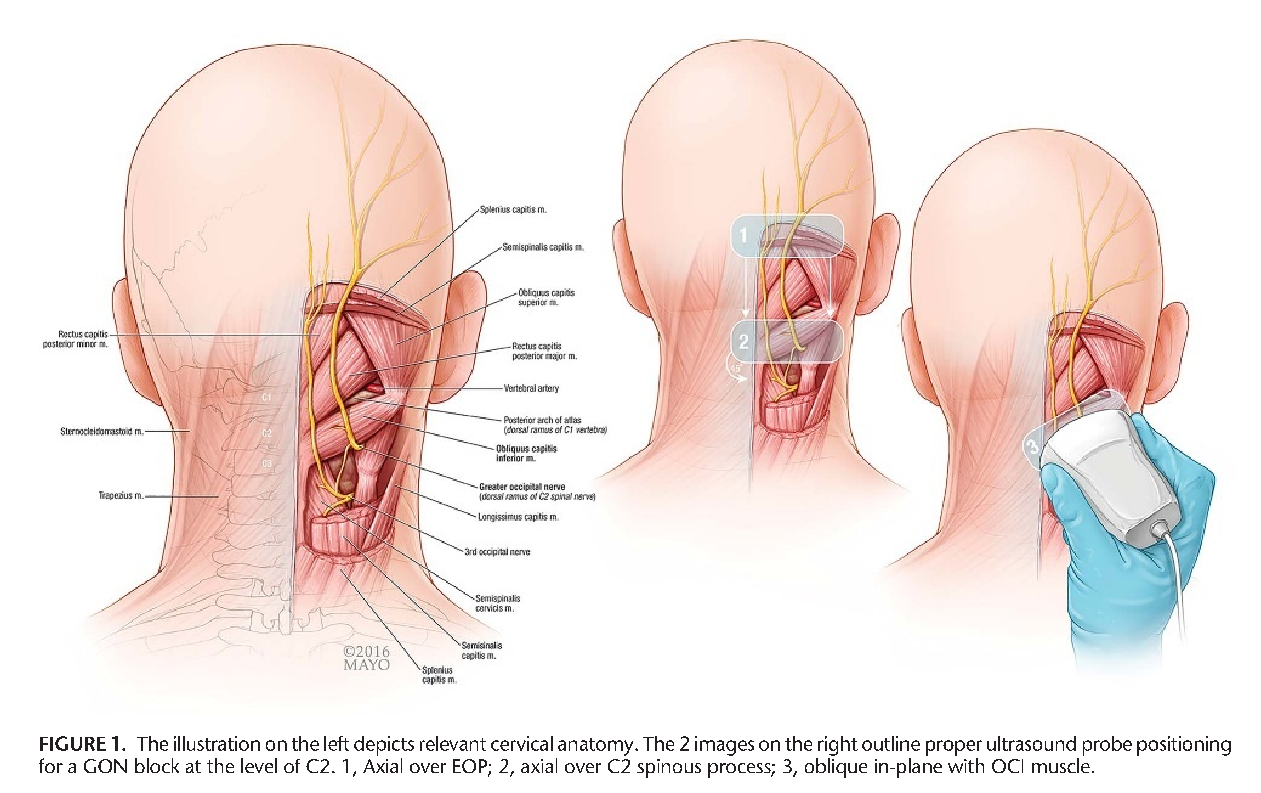 Cervical anatomy
