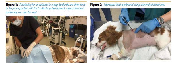 Figure 1: Positioning for an epidural in a dog; Figure 2: Intercostal block performed using anatomical landmarks