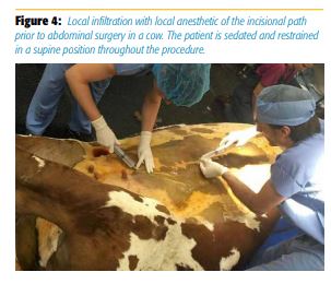 Local infiltration with local anesthetic of the incisional path prior to abdominal surgery in a cow