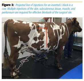 Projected line of injections for an inverted L block in a cow