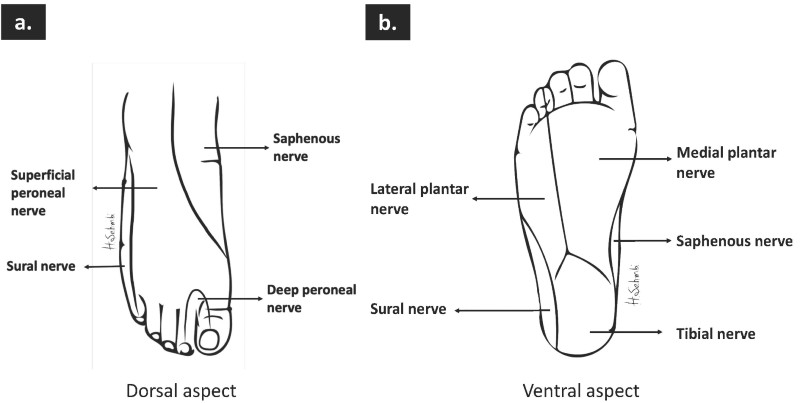 Cutaneous innervation of the foot (a) plantar surface (b) dorsal surface