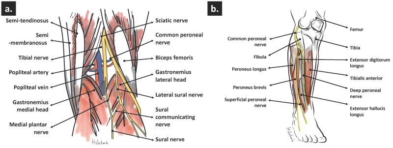 Origin and course of (a) tibial and sural nerve (b) superficial and deep peroneal nerve