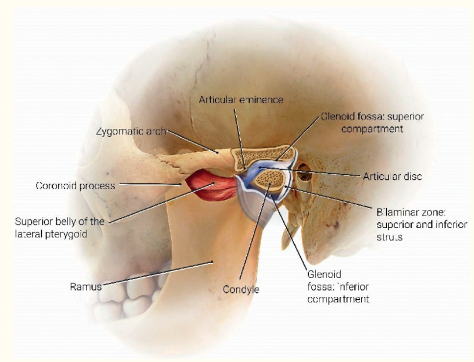 Anatomy: TMJ is a bi-arthroidal hinge joint 