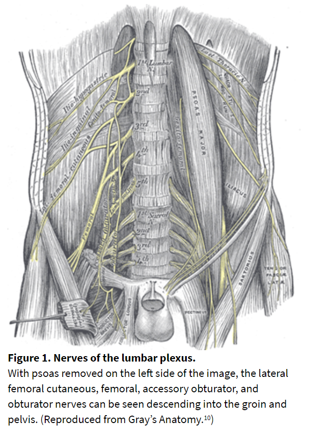 Figure 1. Nerves of the lumbar plexus.